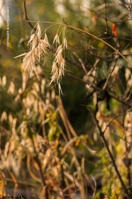 IMG_4352-1.jpg