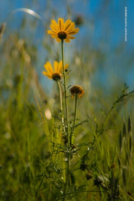 IMG_4694-1.jpg