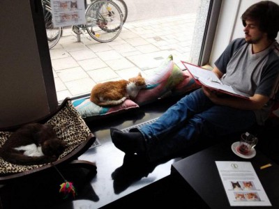 catcafe_germany.jpg