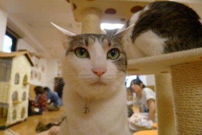 catcafe_japan.jpg