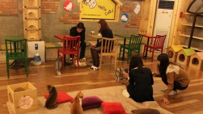 catcafe_southkorea.jpg