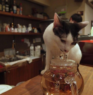 catcafe_tayvan.jpg