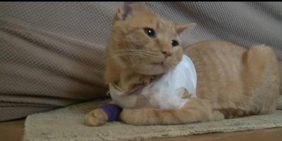 Cat-hero-Opi.JPG