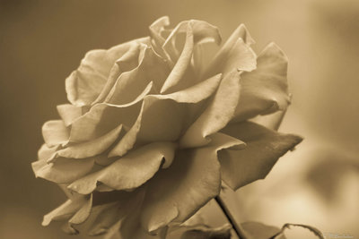 Роза 8.jpg