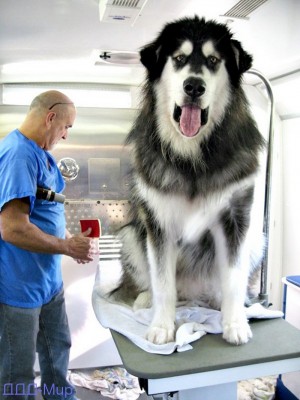 bigdog.jpg