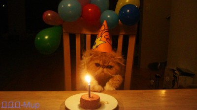 BirthdayCat_dddmir_06_07_2016.jpg