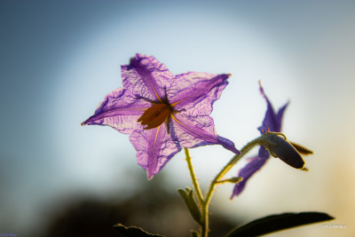 _MG_1035.JPG